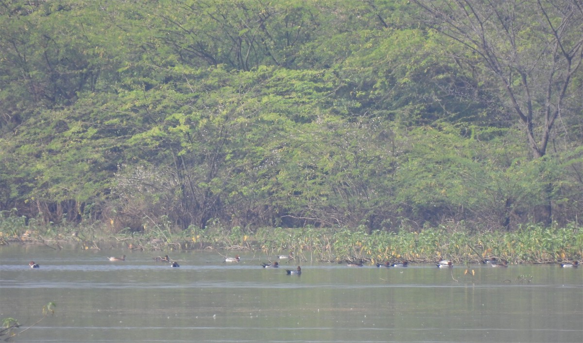 Eurasian Wigeon - ML406366481