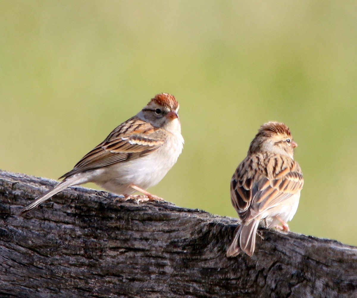 Chipping Sparrow - ML406366821