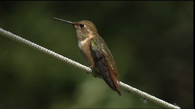 Colibrí (Selasphorus) sp. - ML406367