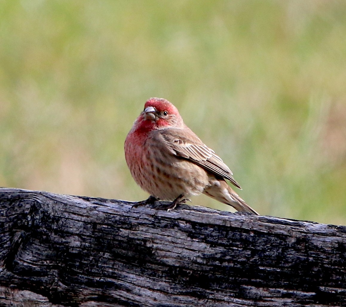 House Finch - ML406367151