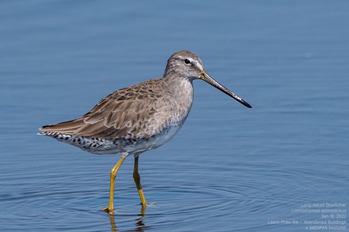 Long-billed Dowitcher - Andaman Kaosung