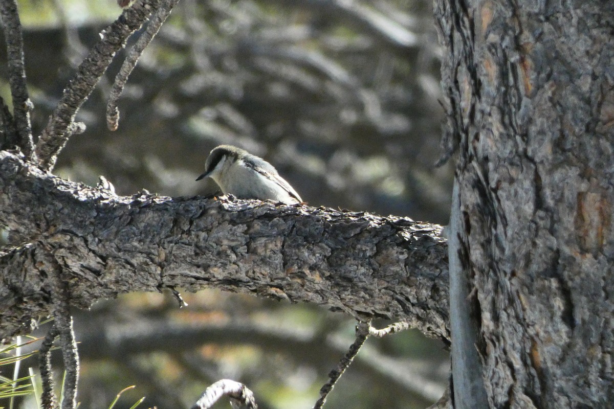 Pygmy Nuthatch - ML406373691