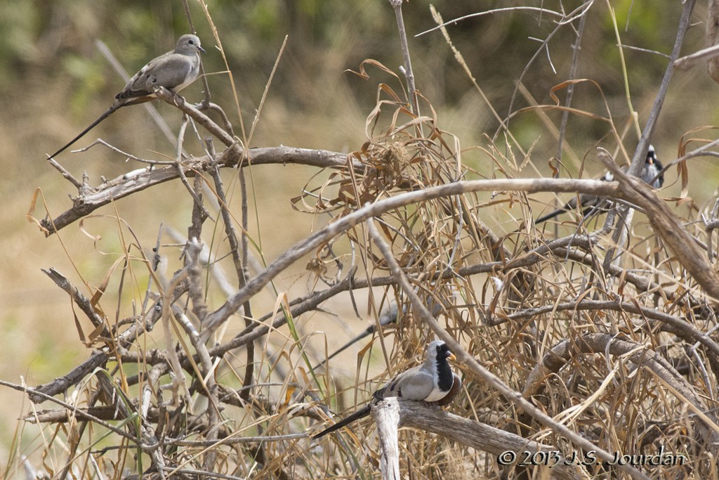 Namaqua Dove - ML406374851