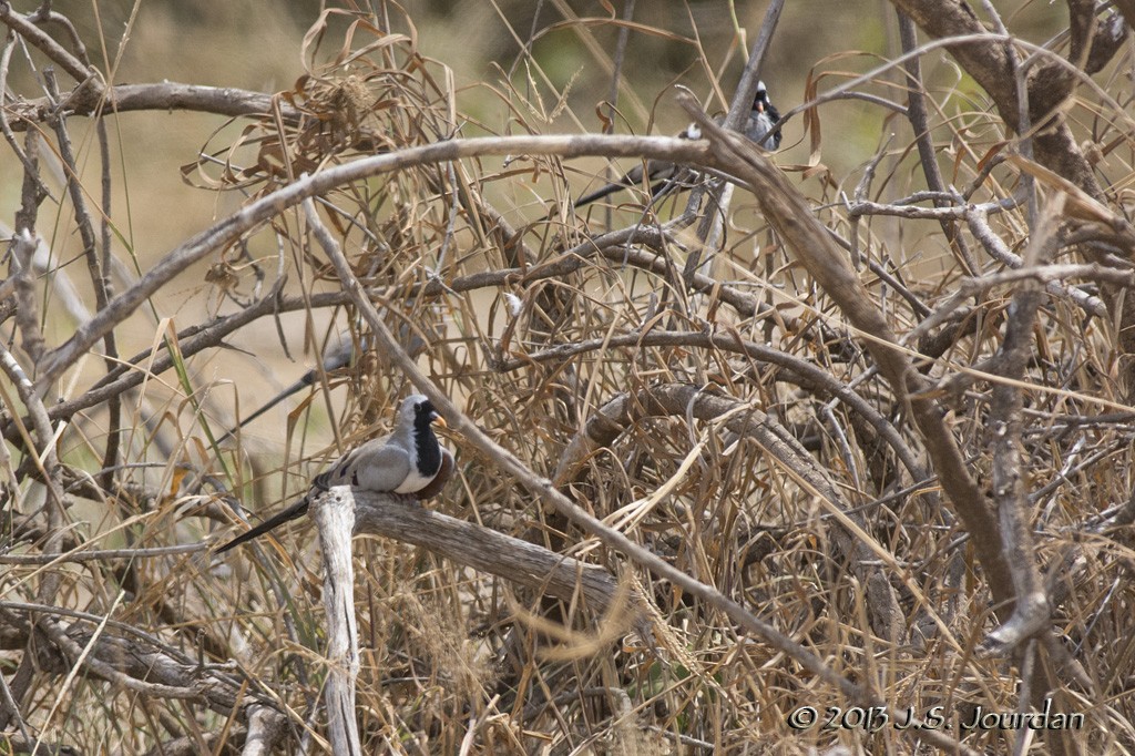 Namaqua Dove - ML406374861