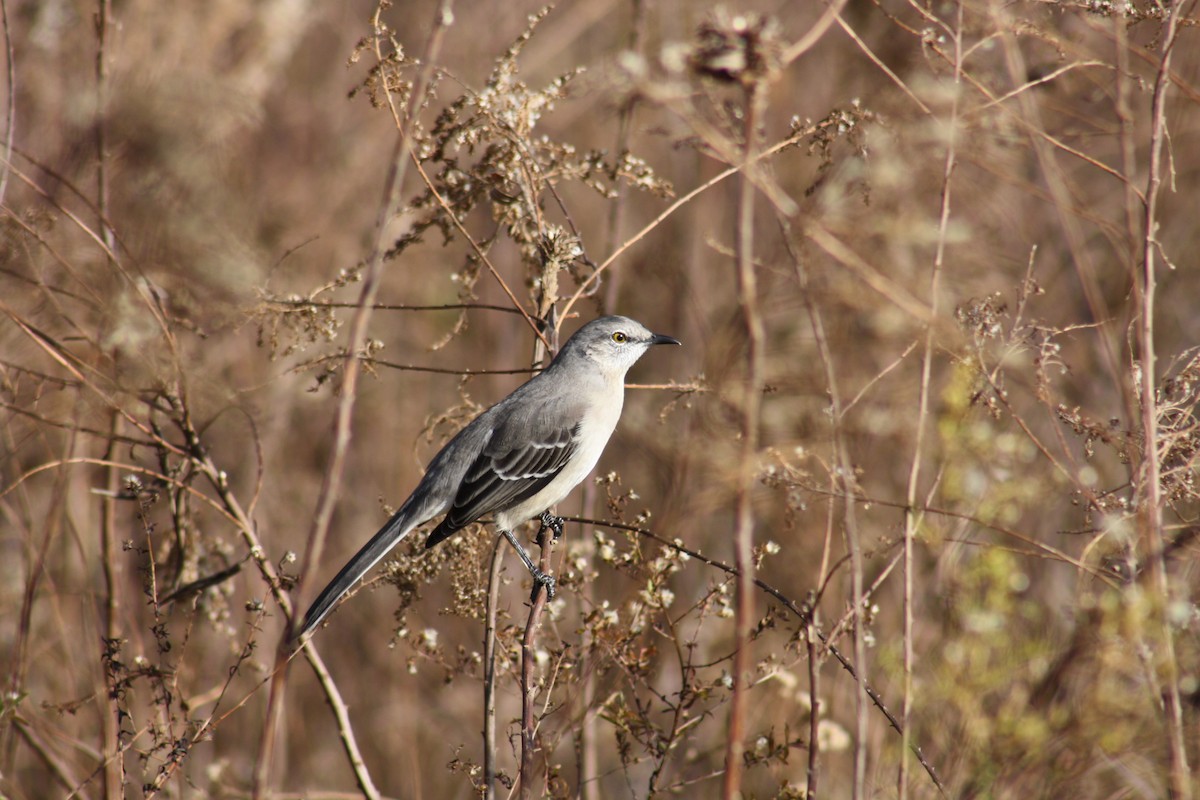 Northern Mockingbird - ML40637591