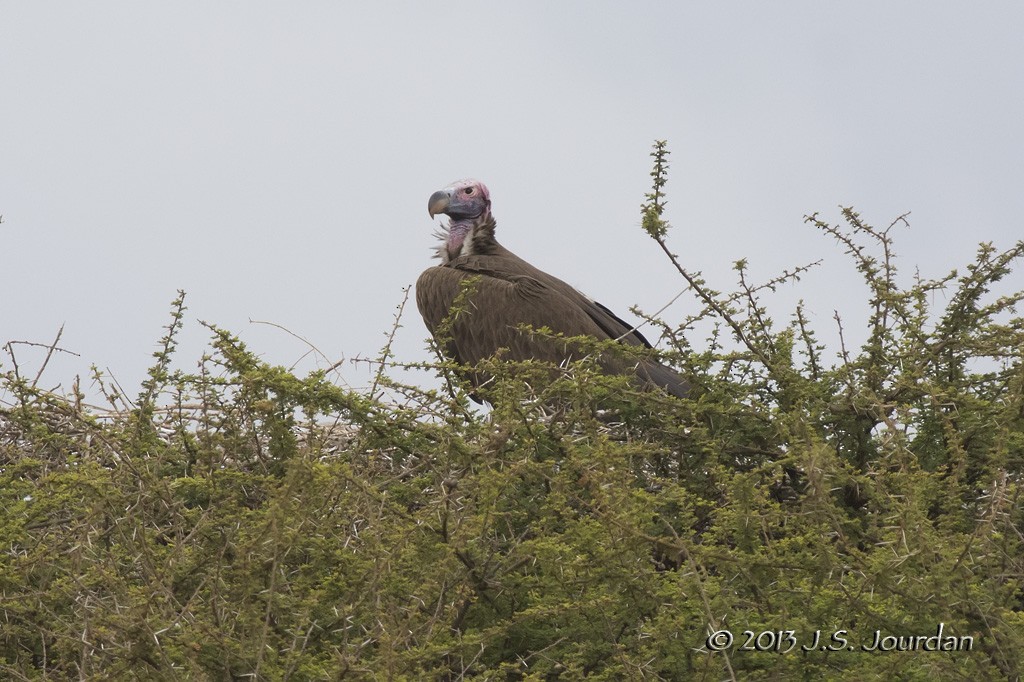 Lappet-faced Vulture - ML406376021