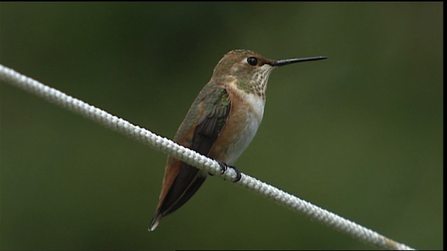 tanımsız Selasphorus sp. - ML406378