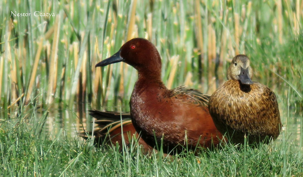 Cinnamon Teal - Nestor Ccacya Baca