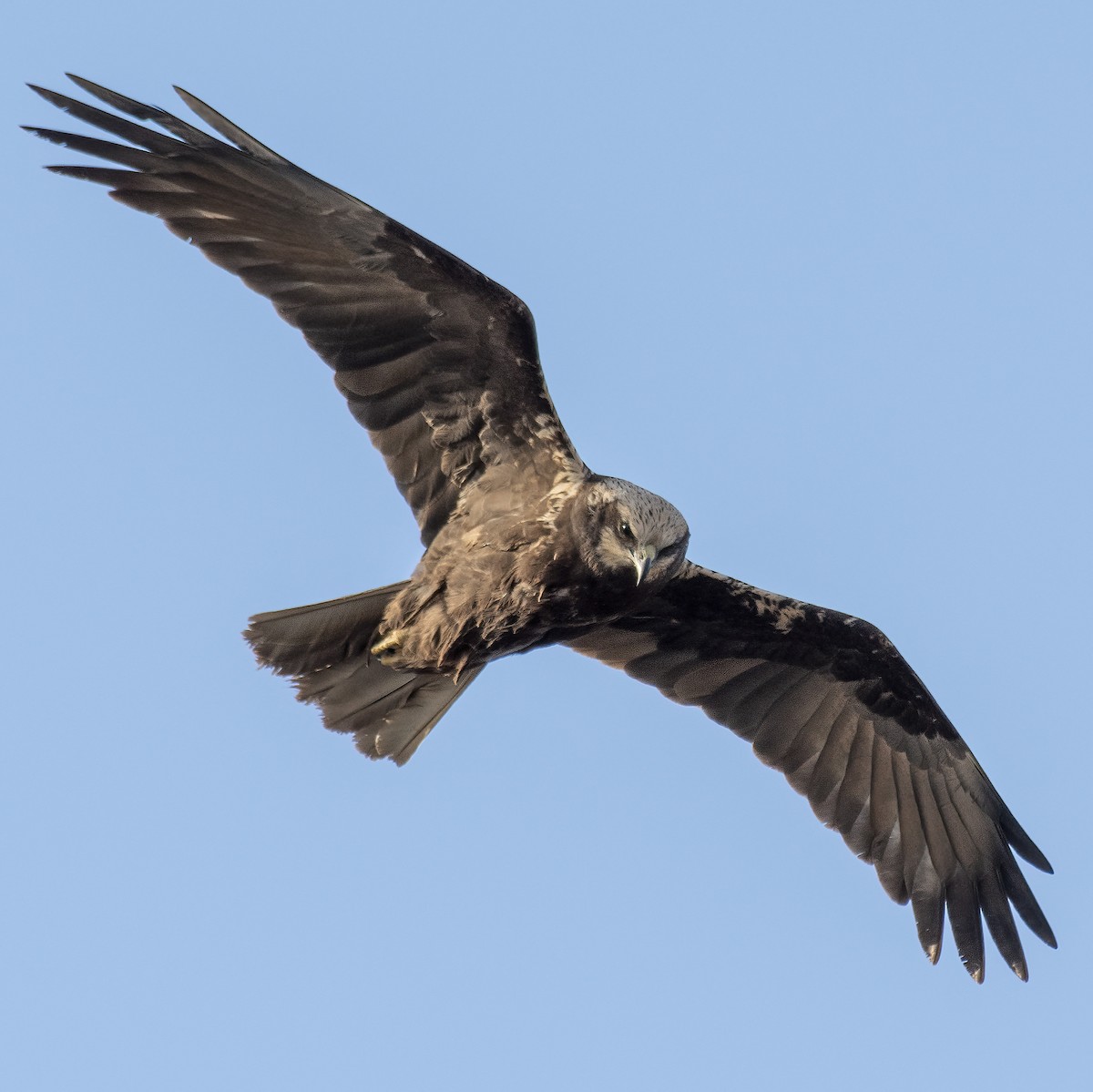 Western Marsh Harrier - Ogün Aydin