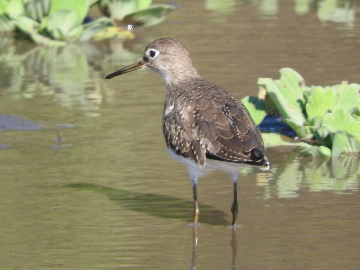 Solitary Sandpiper - ML406380921