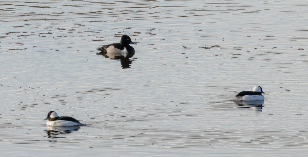 Ring-necked Duck - ML406381001