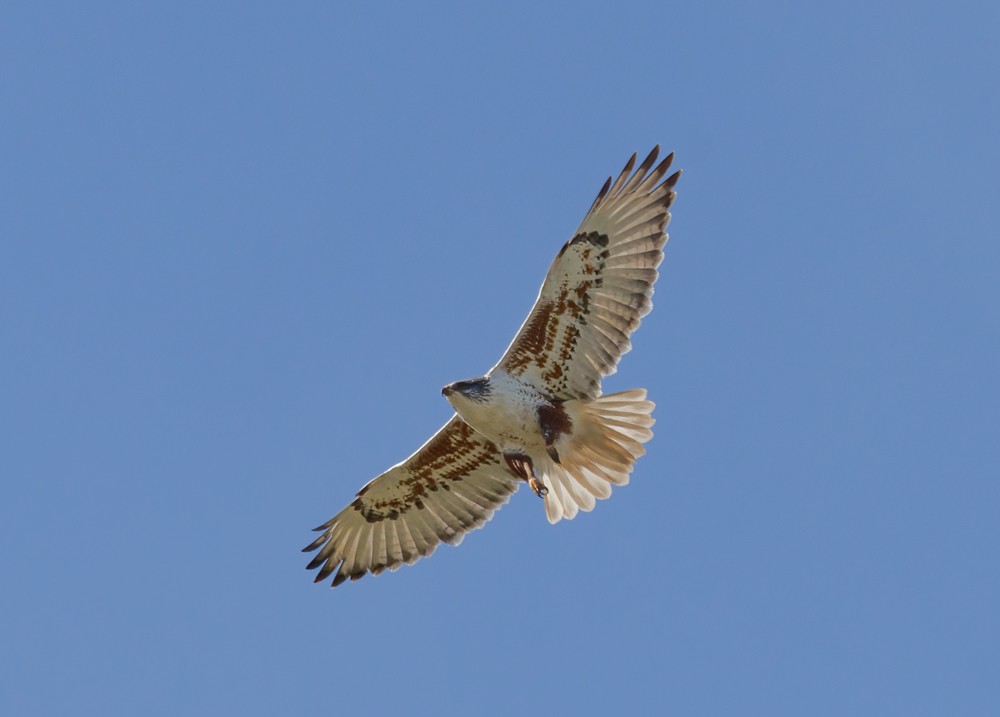 Ferruginous Hawk - ML406381231