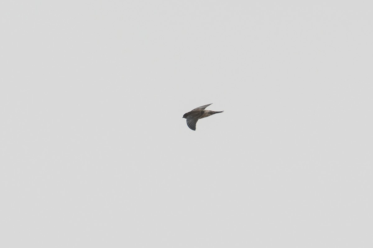 Germain's Swiftlet - ML406381881