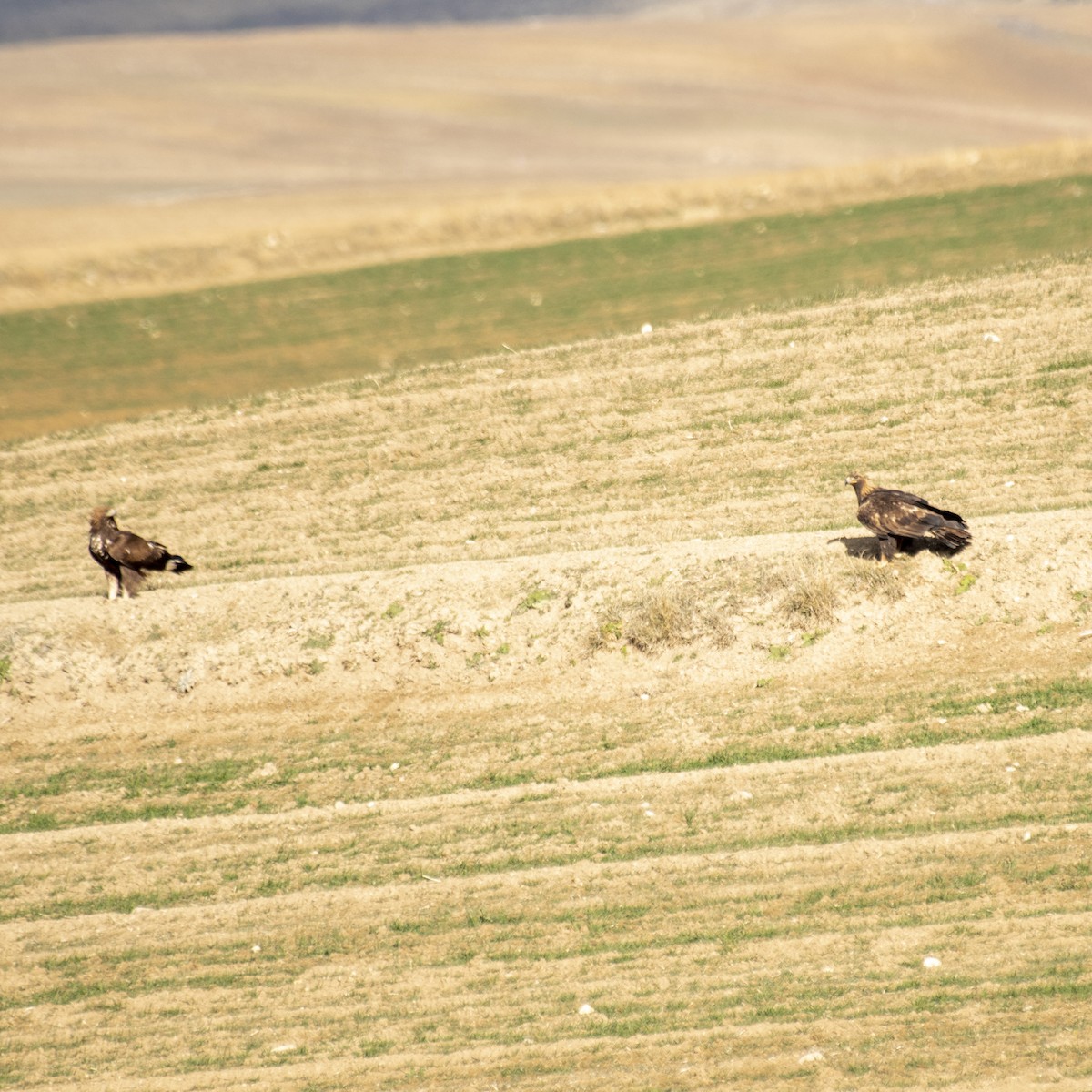 Golden Eagle - Ogün Aydin