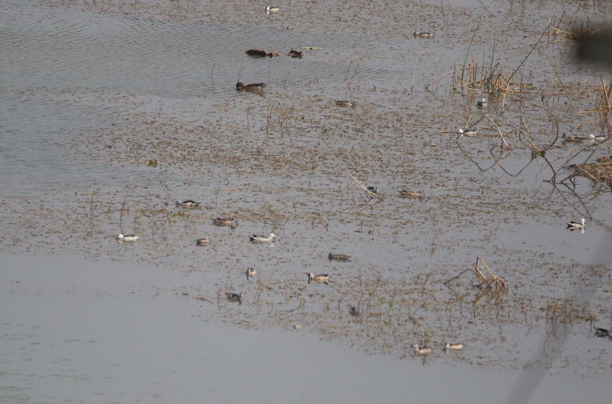 Cotton Pygmy-Goose - ML406383161