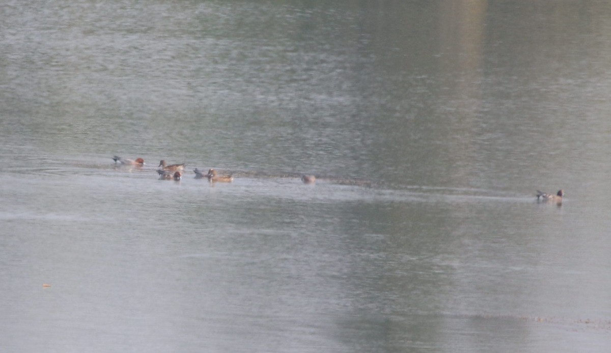 Зээрд нугас - ML406383181