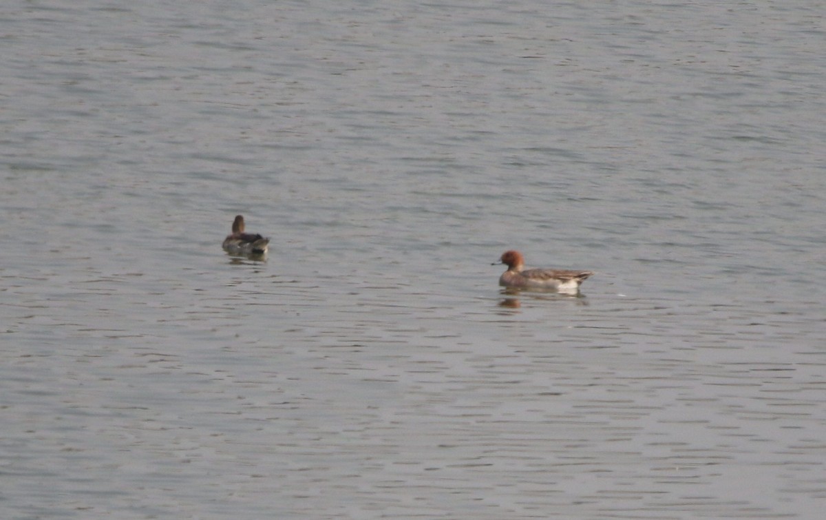 Зээрд нугас - ML406383191