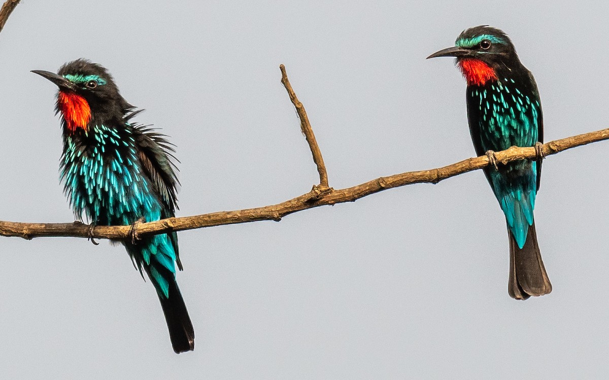 Black Bee-eater - ML406383281