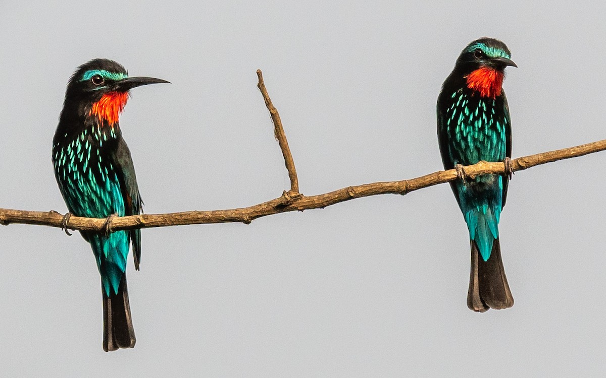 Black Bee-eater - ML406383301