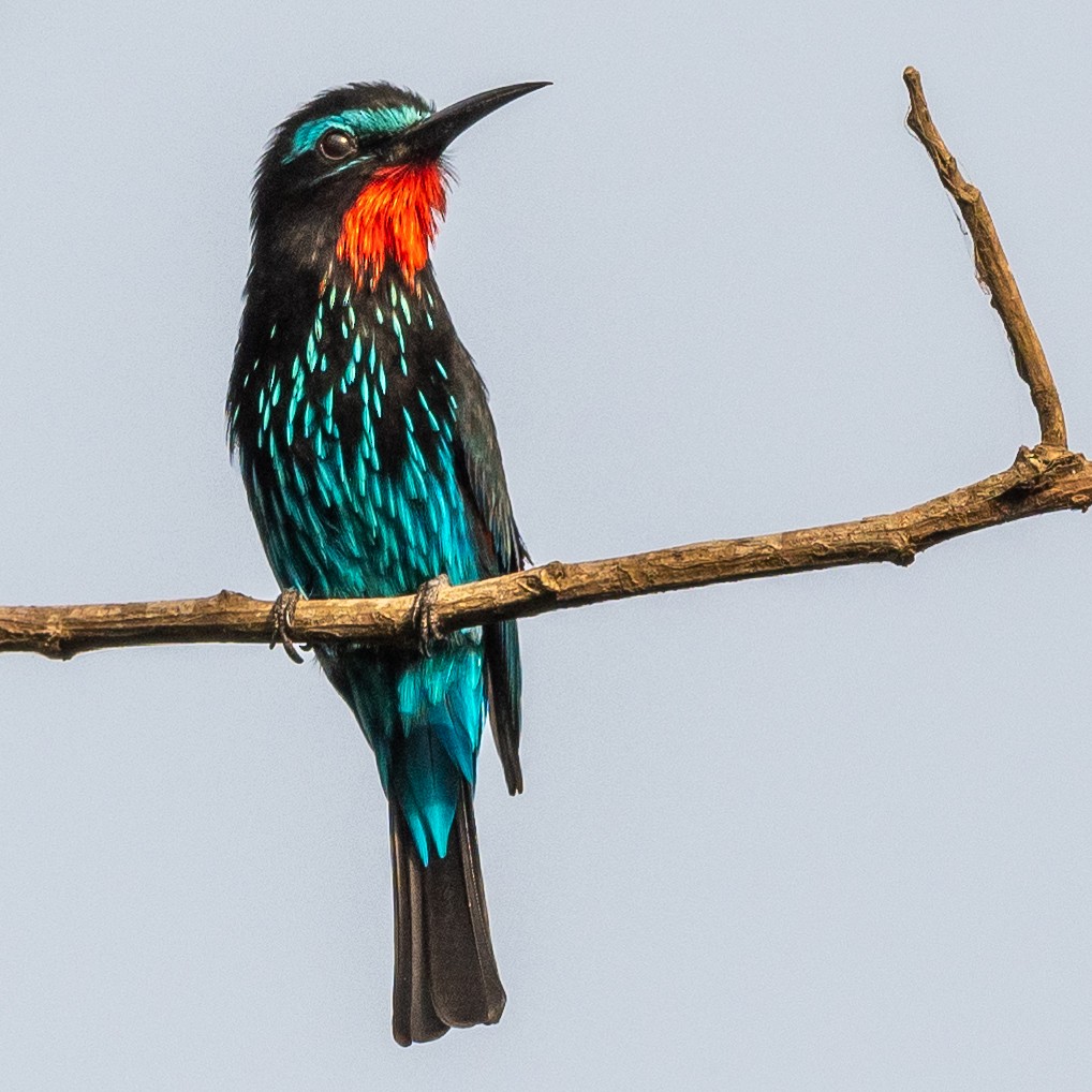 Black Bee-eater - ML406383311