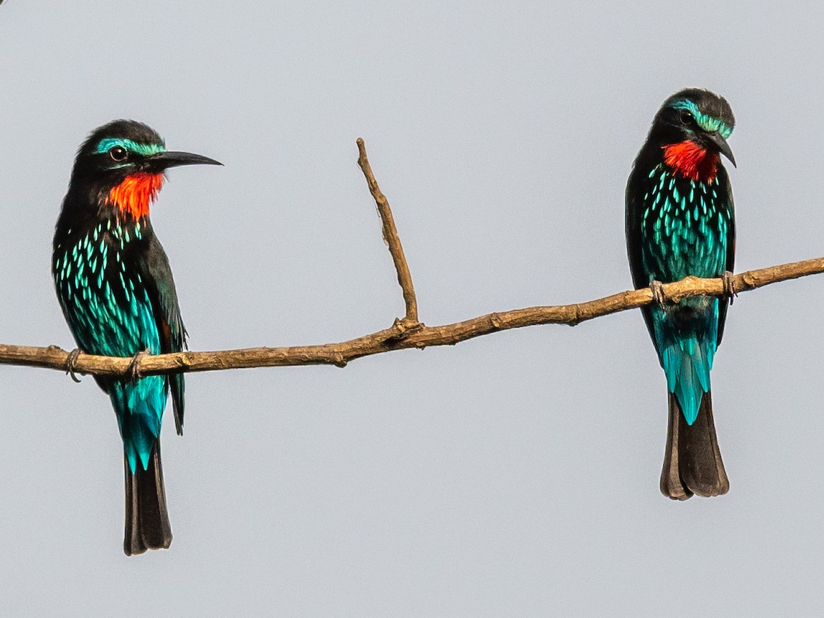 Black Bee-eater - Jean-Louis  Carlo