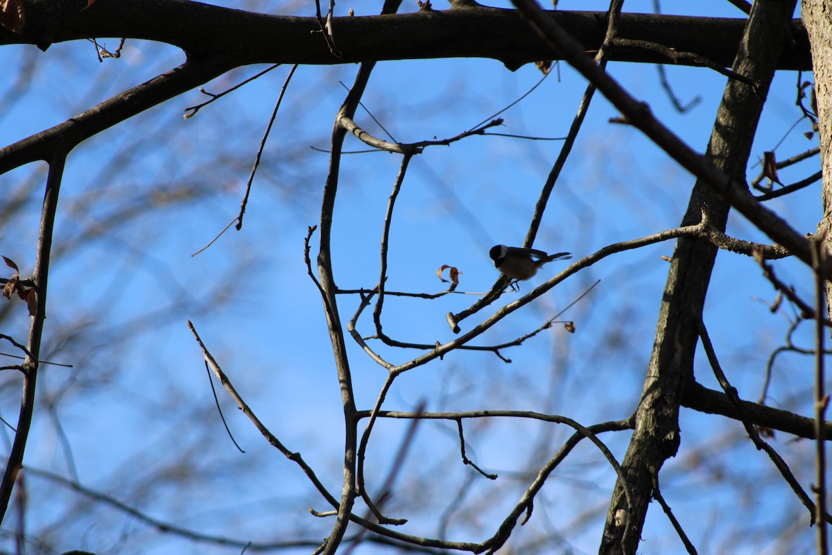 Carolina Chickadee - Joshua Fries