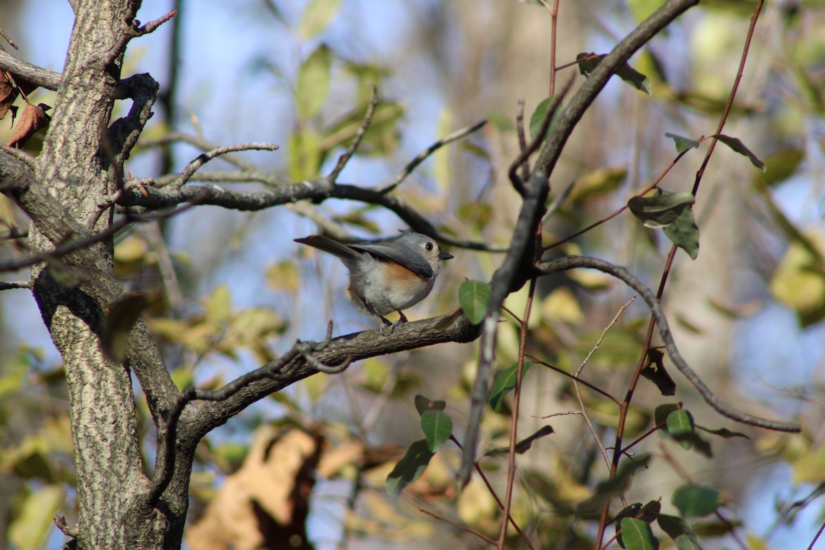 Tufted Titmouse - ML406383661