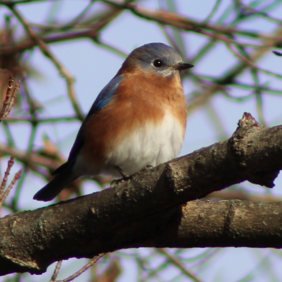 Eastern Bluebird - Joshua Fries