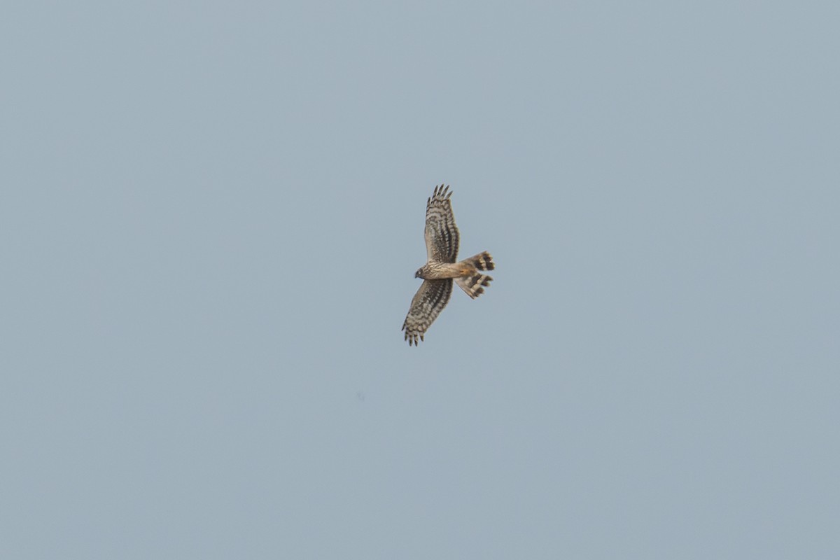 Hen Harrier - ML406384221