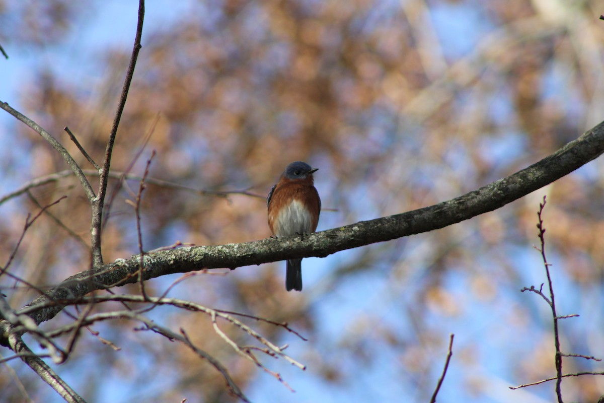 Eastern Bluebird - Joshua Fries