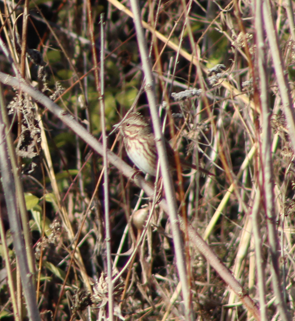 Song Sparrow - Joshua Fries