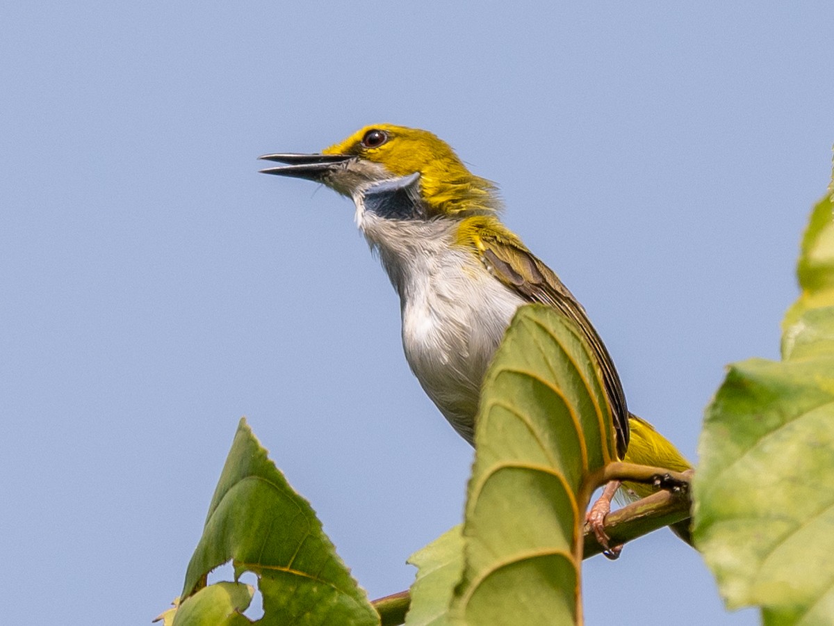 Yellow-browed Camaroptera - ML406386561