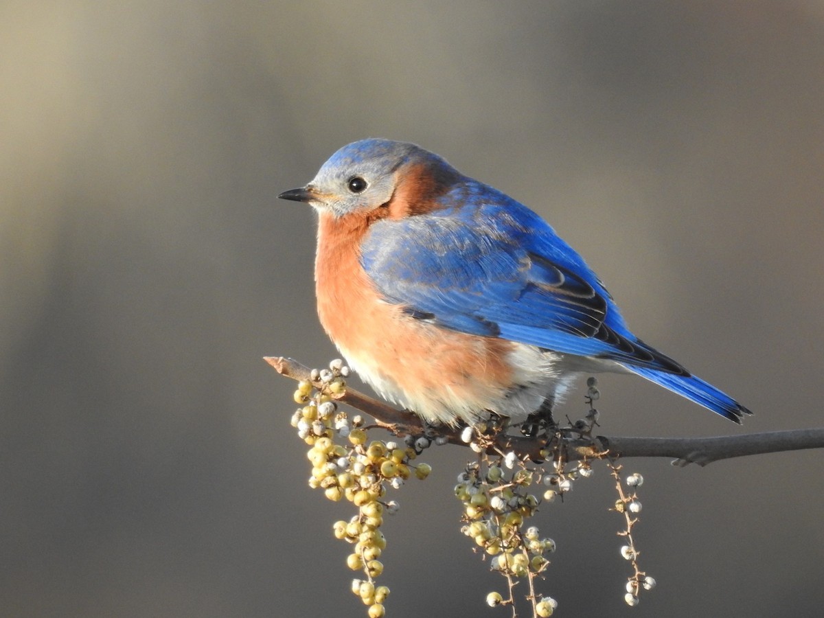 Eastern Bluebird - ML406387031