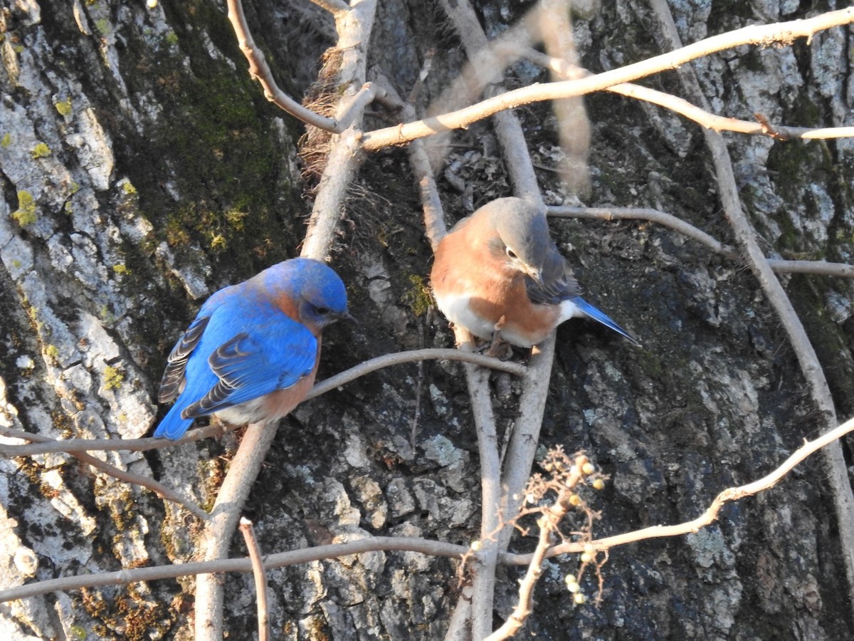 Eastern Bluebird - ML406387041
