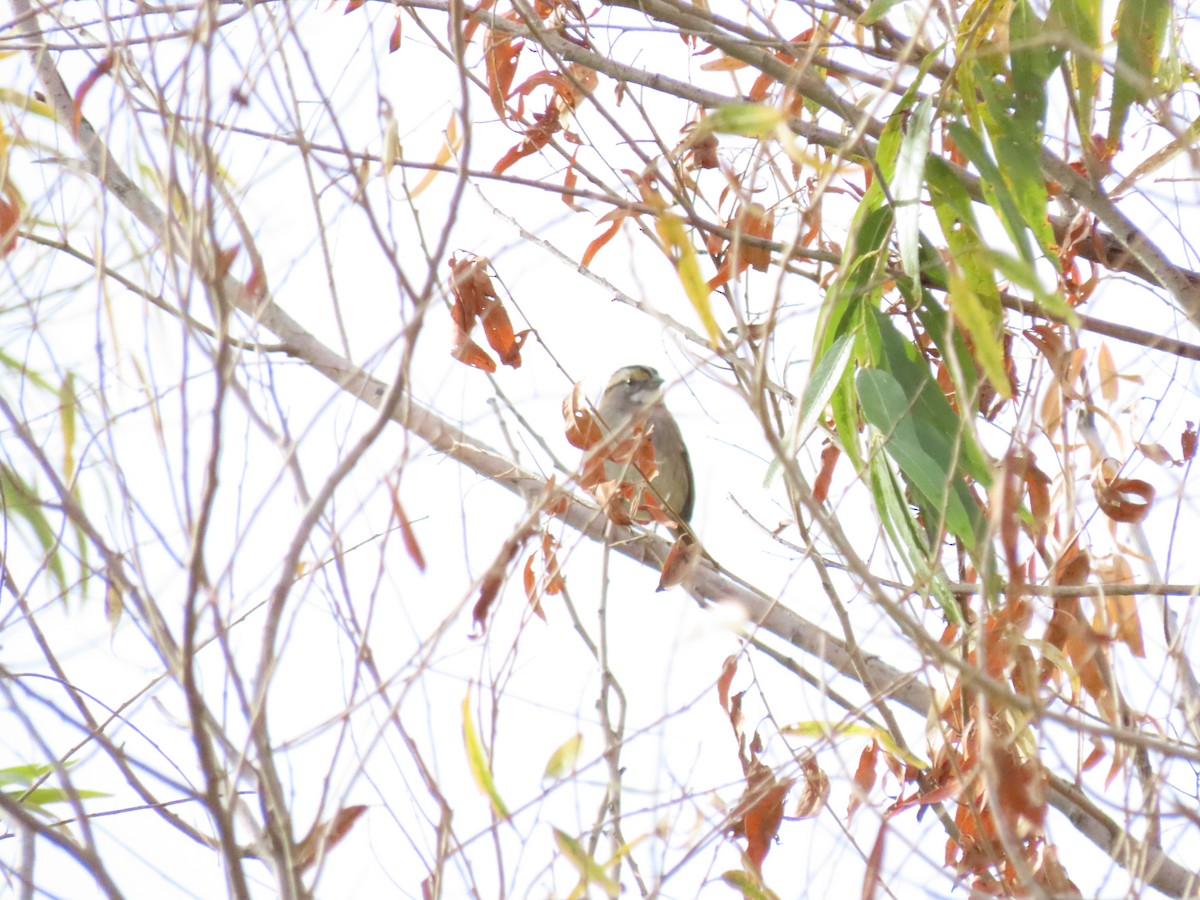 White-throated Sparrow - ML406387081