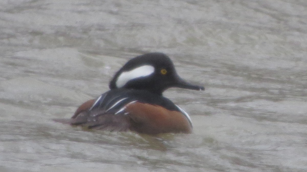 Hooded Merganser - ML406387701