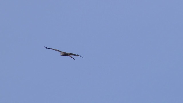 Red Kite - ML406388141