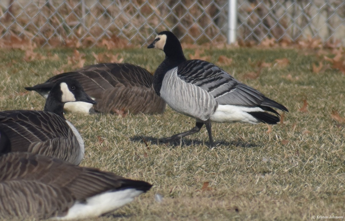 Barnacle Goose - ML406388621