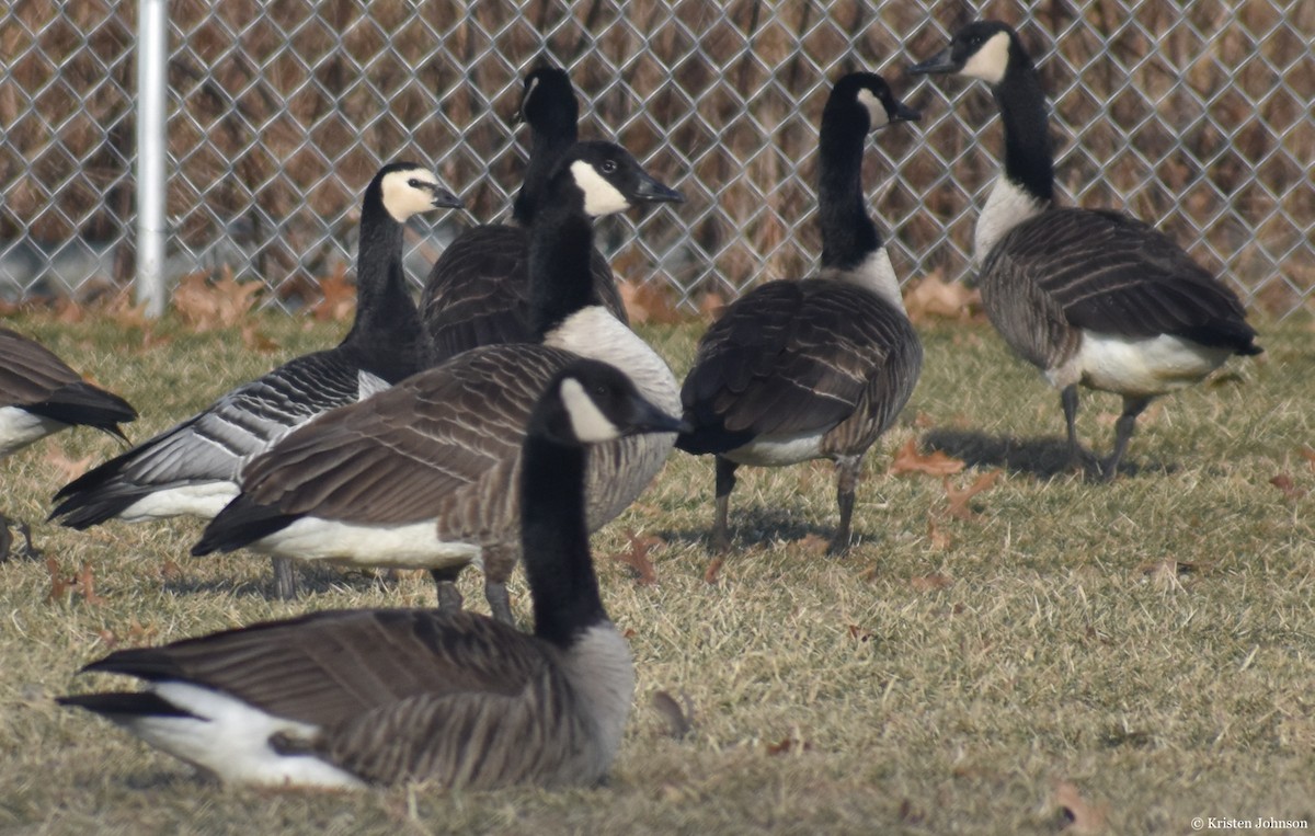 Barnacle Goose - ML406388661