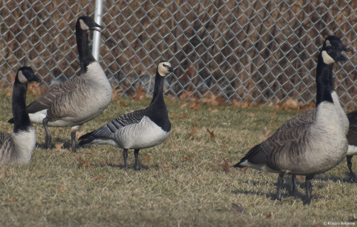 Barnacle Goose - ML406388761