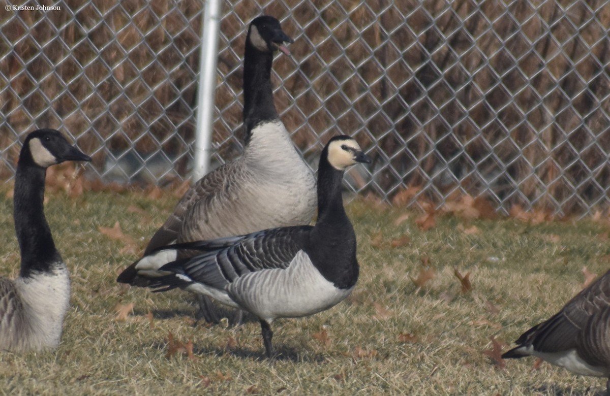 Barnacle Goose - Kristen Johnson