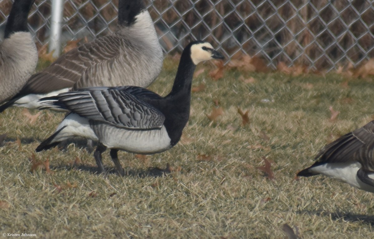 Barnacle Goose - ML406388851