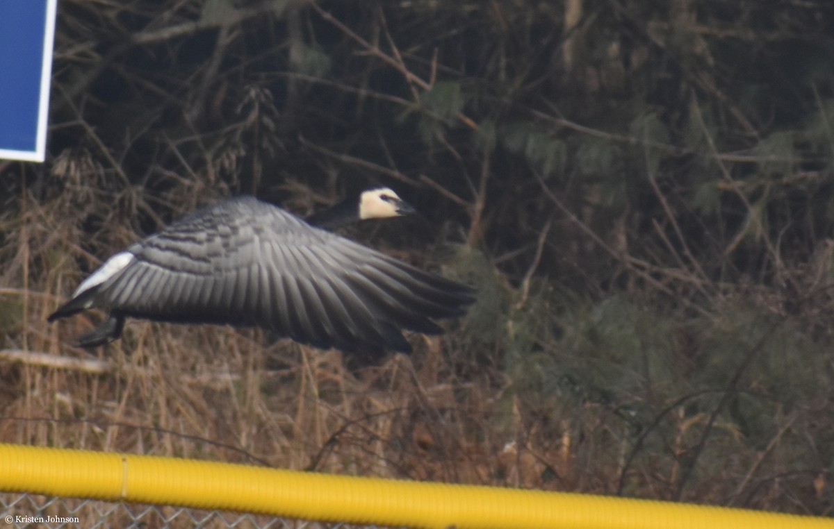 Barnacle Goose - ML406388901