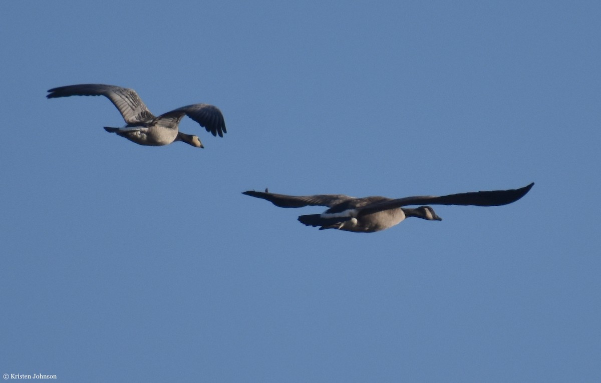 Barnacle Goose - ML406388941