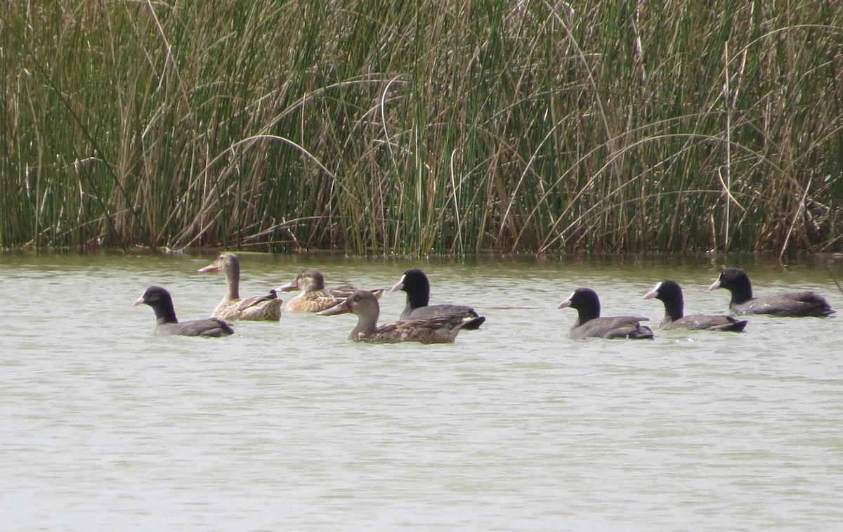 Northern Shoveler - Aditya Nayak