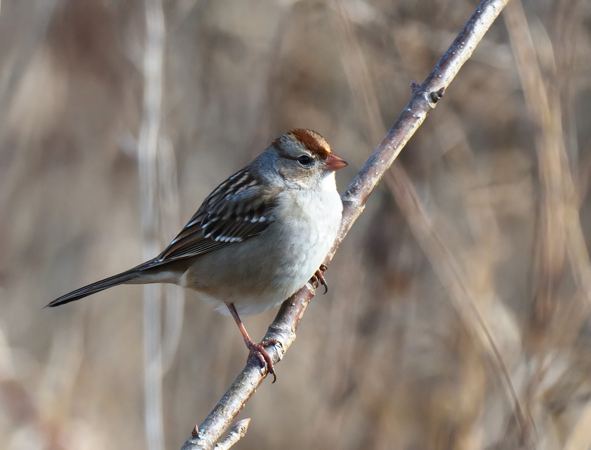 White-crowned Sparrow - ML406389291