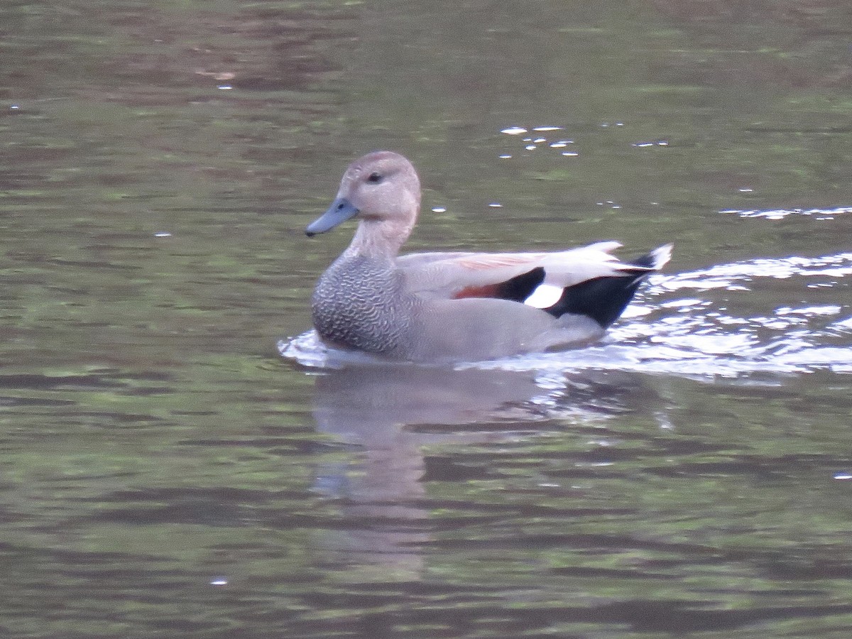 Gadwall - Eric Wier