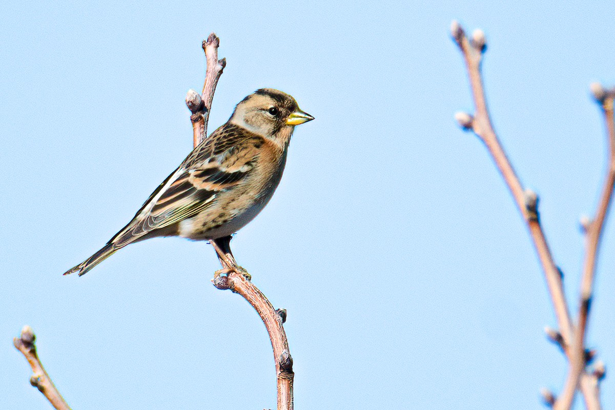 Brambling - ML406392431