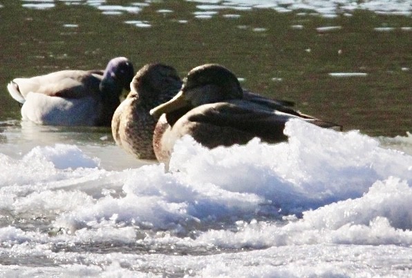 Mallard x American Black Duck (hybrid) - ML406392791