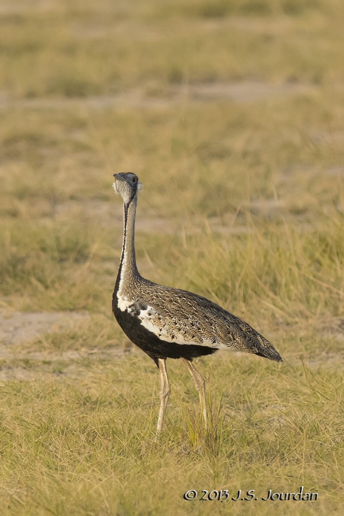 Hartlaub's Bustard - ML406393201